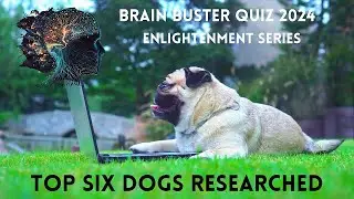 Brain Buster Quiz 2024 Enlightenment Series  Six Favorite Dogs  - #dogs&bull; #dogbreeds&bull; #familydogs
