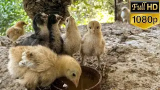 Hungry Baby Chicks Come Running for Food 🐥❤️ (Cute Feeding POV)