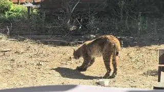 Bobbi making biscuits in Lake Forest