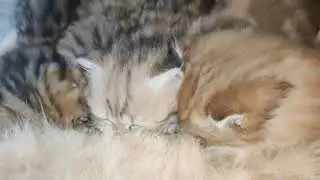🐾🍼