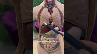 Revis&atilde;o rapidinha de anatomia dos PULM&Otilde;ES!