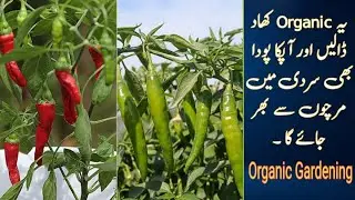 Best Organic Fertilizer for Green Chilli Plants | Boost Flowering & Maximum Fruiting.