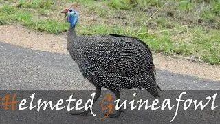 Helmeted Guineafowl (Numida meleagris) Bird Call & Video | Kruger Birding | Stories Of The Kruger