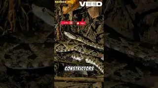 Fascinating Boa Constrictor Facts Revealed! #animals