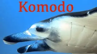 Diving Komodo with Sokaraja Liveaboard