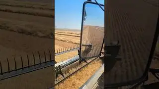 Why do we swath? 🌾 Wheat stem saw flies devastate some varieties of winter wheat.
