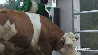 SCHURR cow-brush 2-brush-system NEW TYPE D22