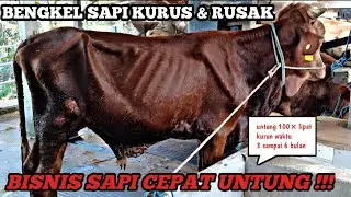 BENGKEL SAPI KURUS & RUSAK‼️ PAK BUD LODOYO BLITAR 🔥