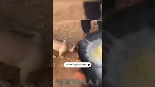 Is the dog cursing😰😰😰#funny #short #shorte #dog #mischief