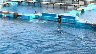 Spettacolo delfini Valencia
