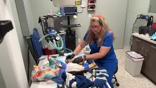 Rehabilitating Injured Birds of Prey: Laser & Physical Therapy in Action