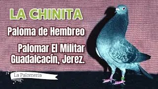 Palomos Ladrones La Chinita de David el Militar Captura Azul