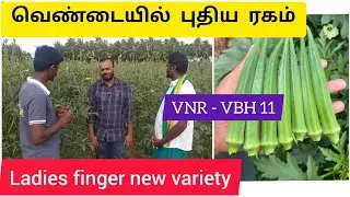 வெண்டையில் புதிய ரகம் Ladies finger new variety vbh 11