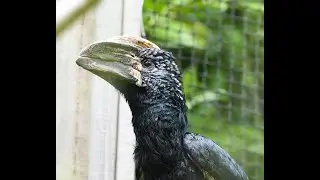 CALAO &Agrave; JOUES ARGENT - Bycanistes brevis - Silvery-cheeked Hornbill