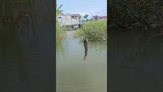 Mancing Liaran #fishing #mancingceria #mancingmania #mamcingliar #ikan #belajarmancing #funny #viral