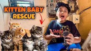 rescued kittens 🐱|| Ali ny kitten 🐱 ki Jan bacha li 😳 || Ali ki tabyat kharab ho gai 😳 ||