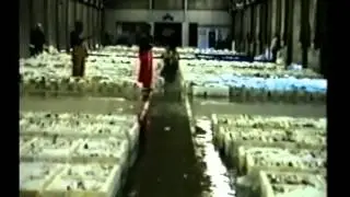 THE ABERDEEN FISH MARKET