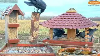 LIVE Bird Feeder Cam   Recke, Germany