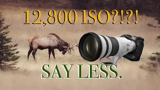 High ISO? No Problem | Canon R3 x RF100-500mm