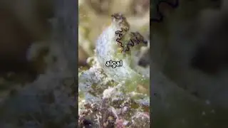 The Incredible Elysia Chlorotica! 🍃🐌  #animals #photosynthesis #science #seaslug