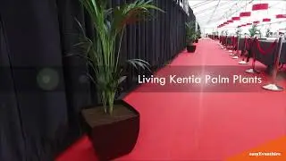 Kentia Palms