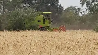 सोने सी लहराती गेहूं की बलिया किसानों की मेहनत से घर के भंडार भरने जा रहीं हैं/ हमारे खेत खलियान 