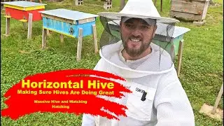 Long Hive Inspection: A Closer Look At The Long Hive