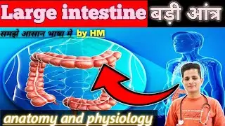 Large intestine anatomy and physiology || structure and function || disease || digestive system ||