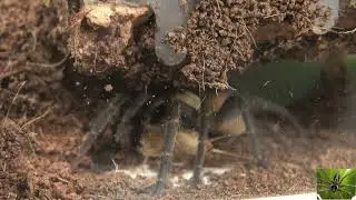 Colombian Dwarf Blue Tarantula Eating a Cricket in His Lair (Pseudhapalopus sp Blue)