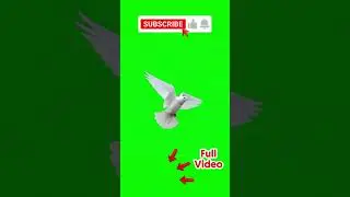 Dove Flying Green Screen Background