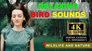 16. Relaxing Natural Bird Sounds - Long video  (4K - 60fps) HQ - Ultra HD