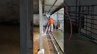 The shepherd is cleaning the cow dung beautifully. #reels #foryou #cleaning #youtubeshorts