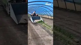 Clearing a greenhouse with a tractor: people clearing a greenhouse with a tractor
