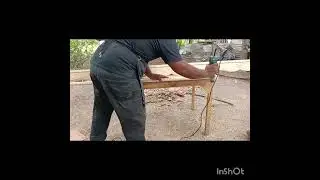 Un cortinero imperial en cedro de pino