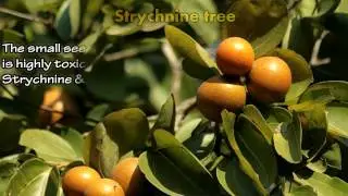 10 Most Poisonous Plants on Earth
