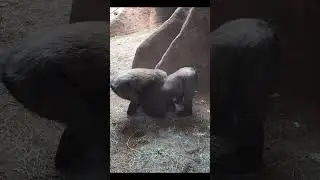 Adorable Gorilla Kids Play Too Much Until Mom Steps In | Playtime Over!#youtubeshorts #trending