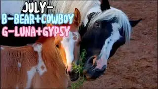 Your birth month your horse names! (2 girl and 2 boy)