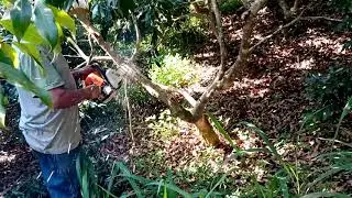 Poda de lichia no Sitio, Trabalhador Rural.