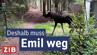Betäubt, gechipt & abgeschoben: Elch Emil nicht mehr in Österreich | Aktuell nach Eins vom 22.9.2025