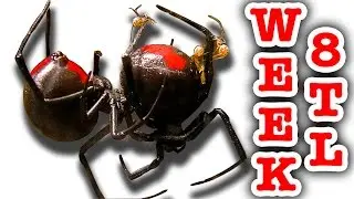 Redback Spiders Tank Of Life And Death Week 8 Time Lapse