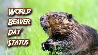 International Beaver Day | April 7 | WhatsApp Status