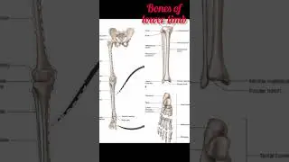 humans skeleton #bones  #humanbodyjoint #humanbody #bpt #viral #neet #physiotherapy #shortsfeed