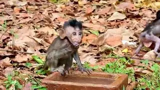 Monkey Grab In Cambodia Good All Monkeys In Khmer #051