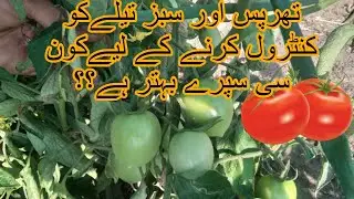 How to Control Thrips and Green Tella |تھرپس اور سبز تیلے کا کنٹرول