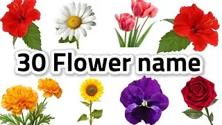 20 Flowers name in Hindi and English with pictures | Names of fruits | #flowers #flowernames