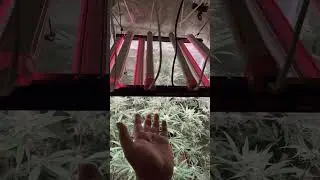 SpiderFarmer SE3000 Grow Light Flower Day 32 Supp30+GlowR40 3x3 Tent SF2000EVO @simproformula4640