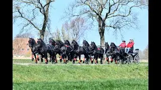 Anne Okkema drives 10 in hand Friesian horses!
