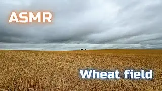 🧡 ASMR Wheat Field After Rain | Relaxing Wind & Nature Sounds 🌾