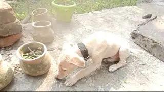 Aakhir Hospital kyu Jana pada😔🥺#DailyVlog #VlogLife #IndianVlogger #pets #dhoom #funny 