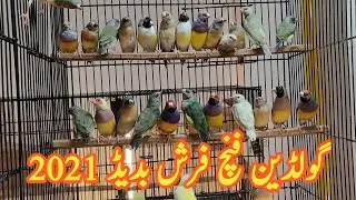 Goldian Finches Ready For First Breed|Goldian Adult Ready For Breed| by | Dayan Aviary |